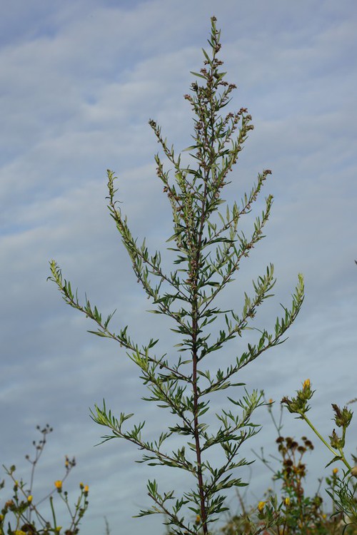 Plante entière