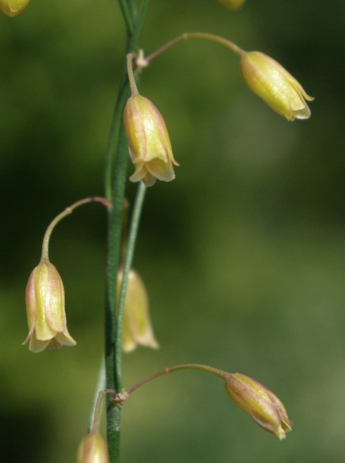 détail fleur