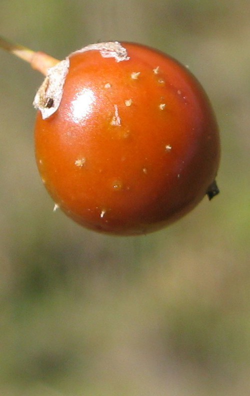 détail fruit