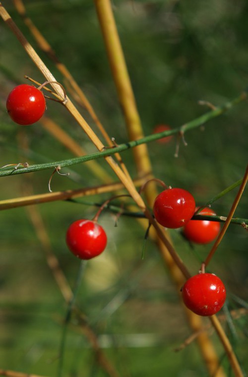 fruit