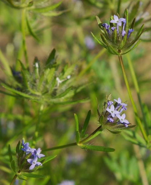 inflorescence