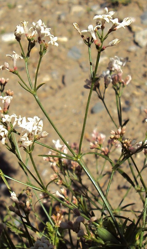 inflorescence