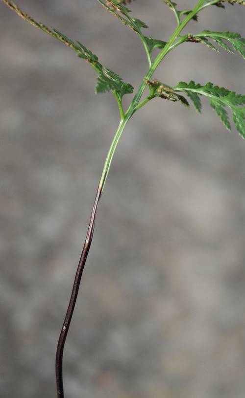 détail fronde