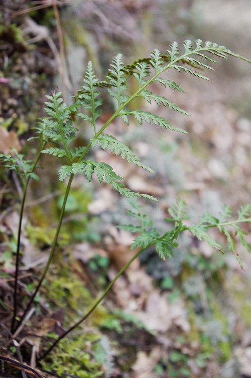 fronde