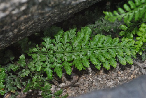 fronde