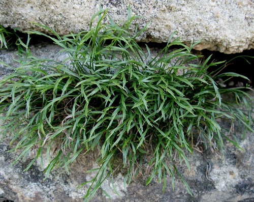 Plante entière