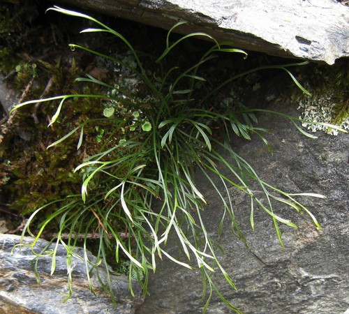 fronde