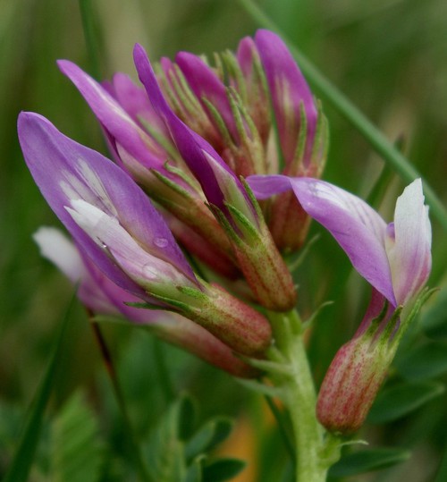 inflorescence
