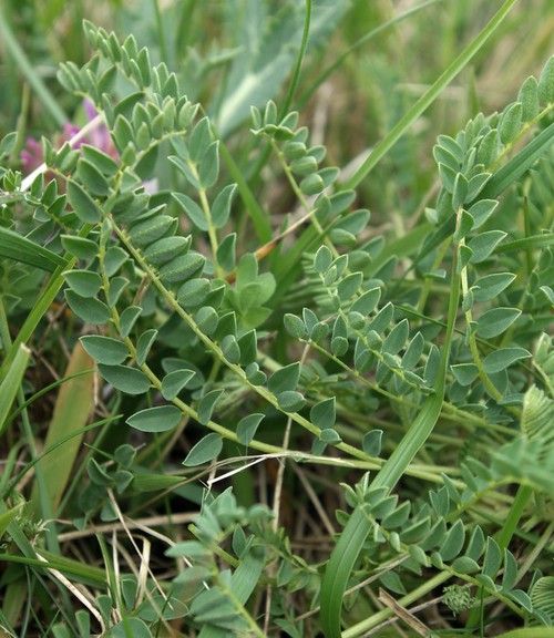 feuille