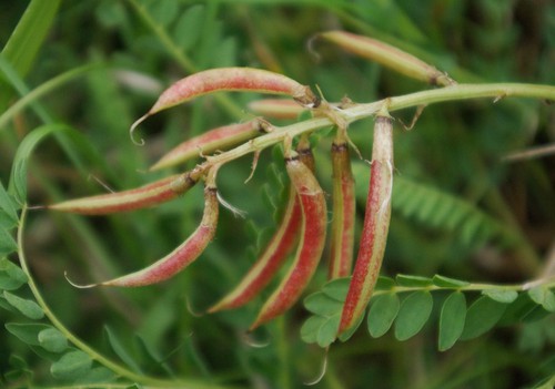 fruit