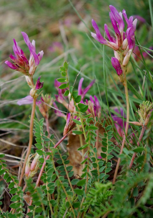Plante entière