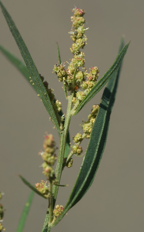inflorescence