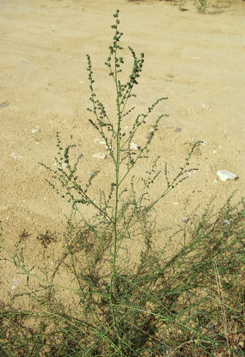 Plante entière