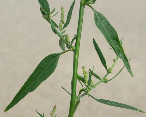 feuille