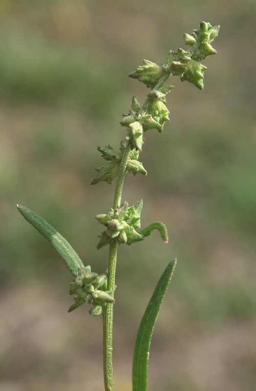 fruit
