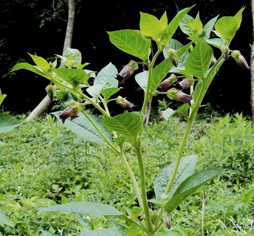Plante entière