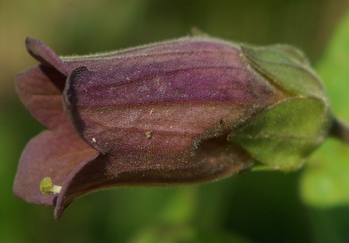 détail fleur - côté