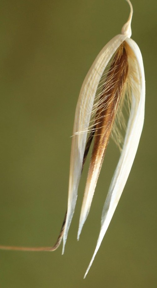 détail fruit