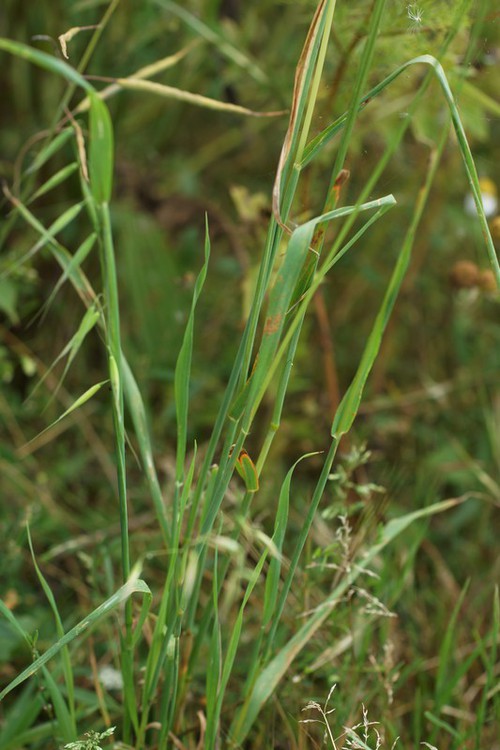 feuille