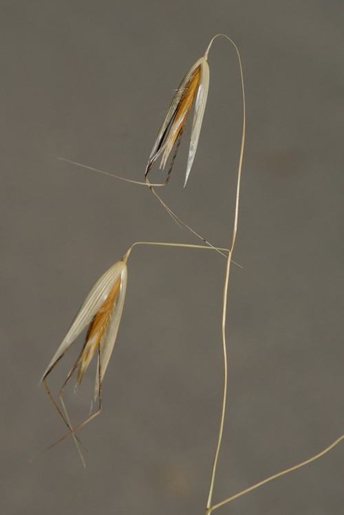 fruit