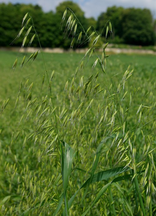 inflorescence