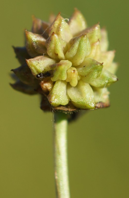 fruit