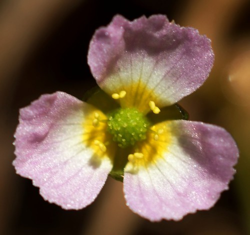 détail fleur