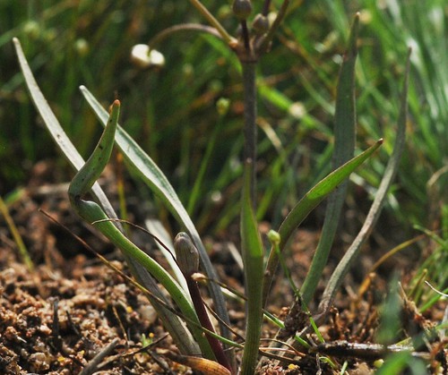 feuille