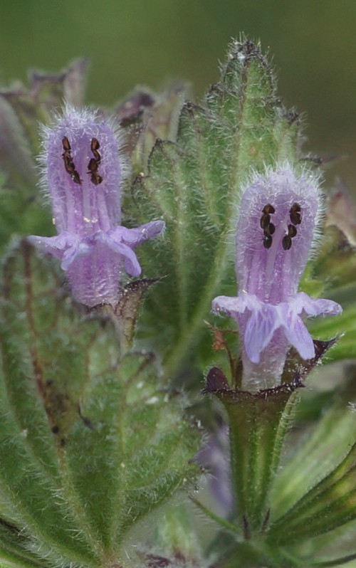 détail fleur