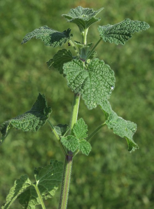 feuille