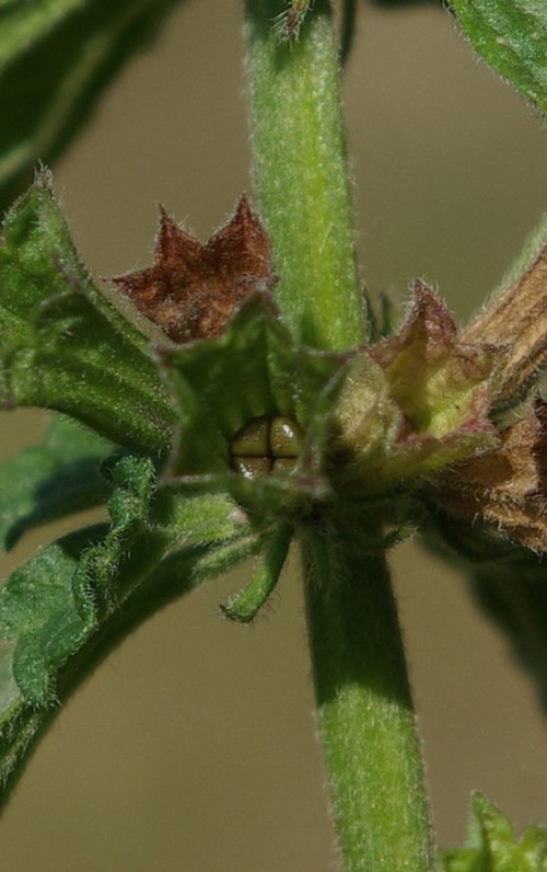 fruit