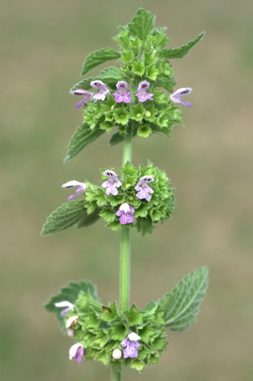 inflorescence