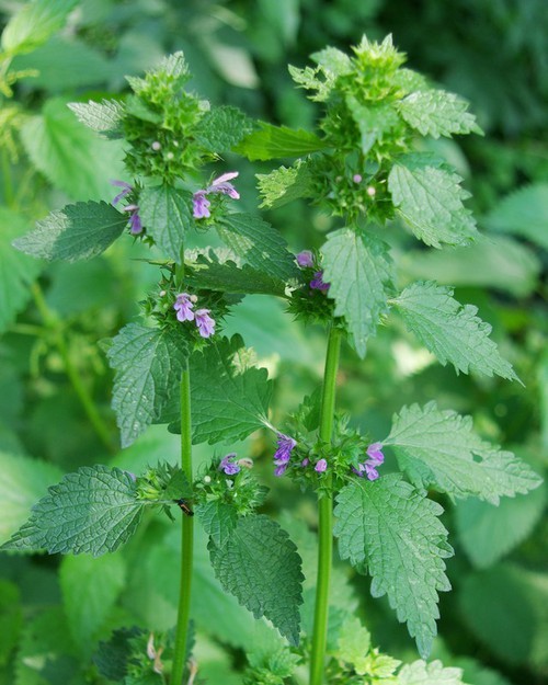 Plante entière