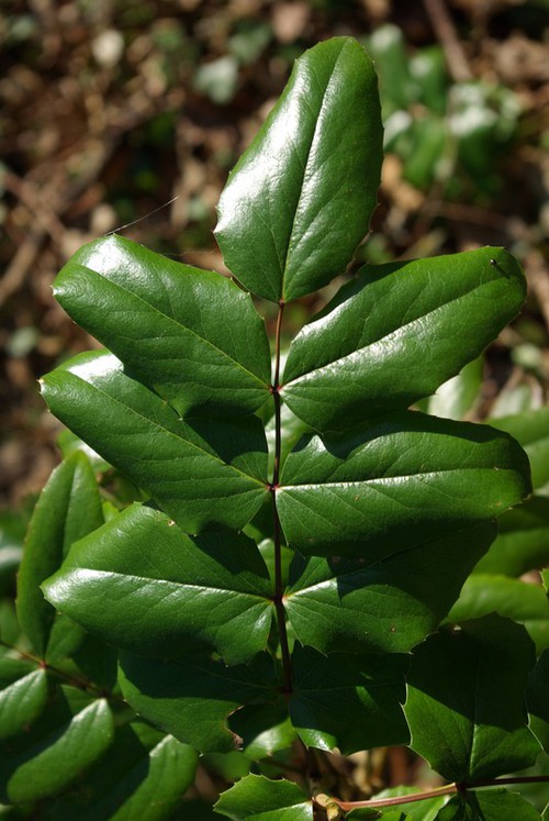 détail feuille