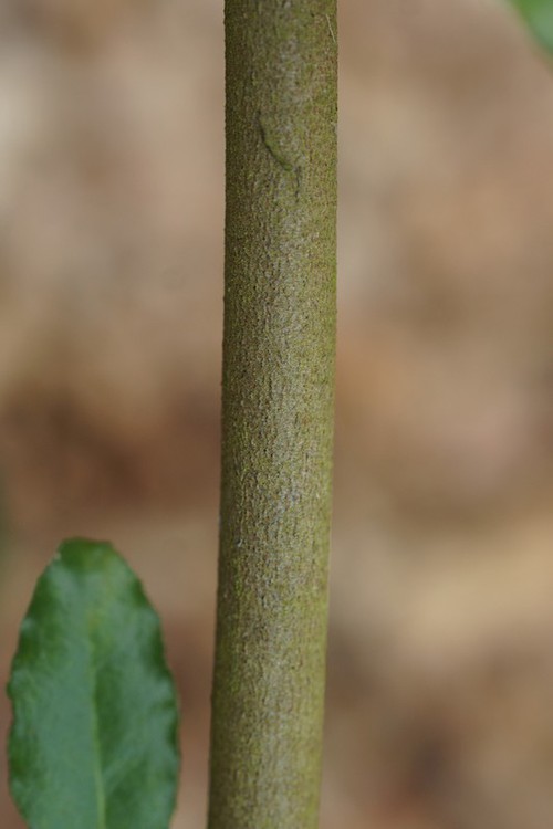 écorce
