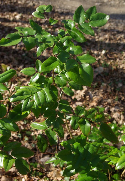 feuille