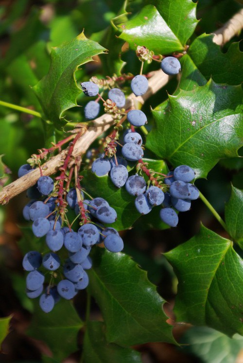 fruit