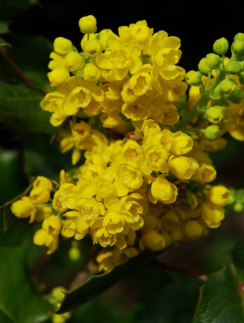 inflorescence