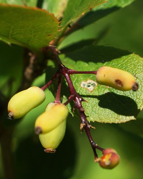 détail fruit