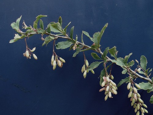 fruit