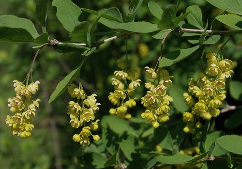 inflorescence