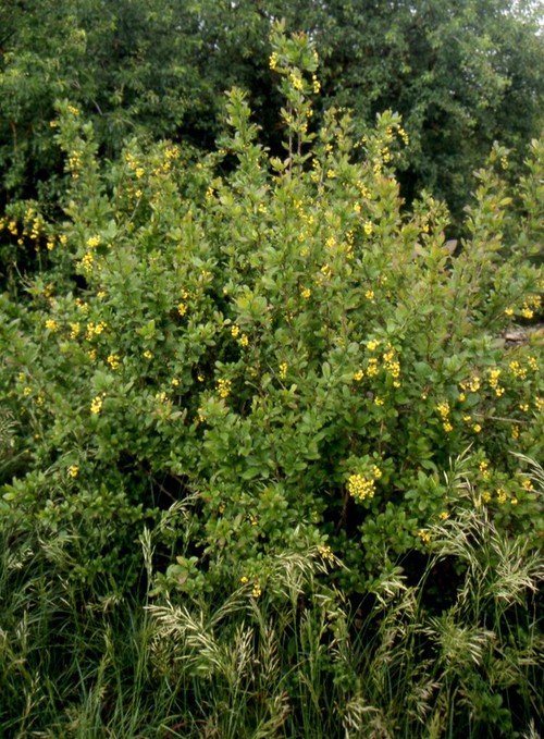 Plante entière