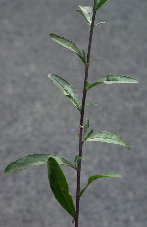 feuille