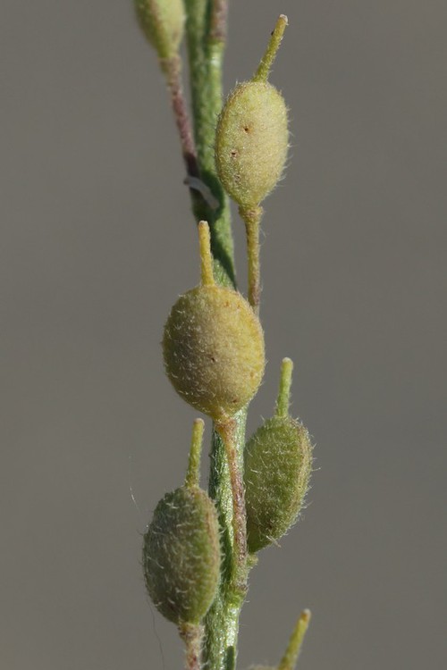 fruit