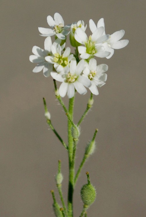inflorescence