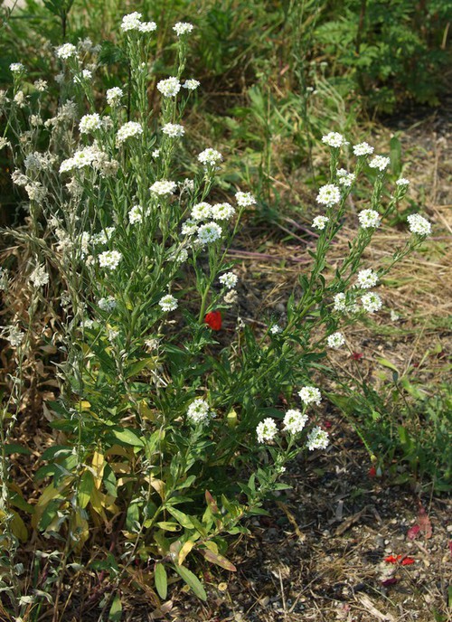 Plante entière