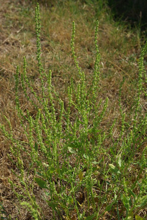 Plante entière