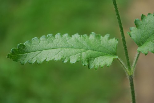 détail feuille caulinaire