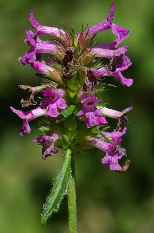 inflorescence