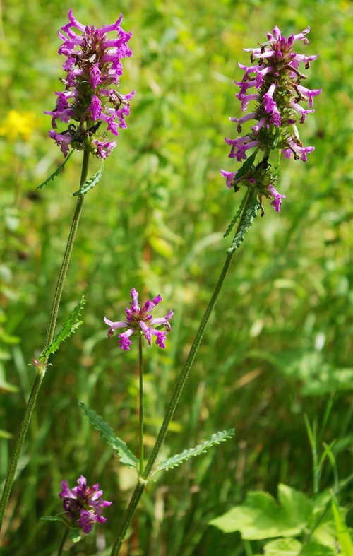 Plante entière